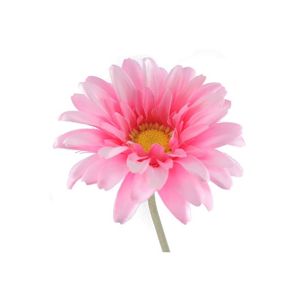 GERBERA ROSA (2290-12)