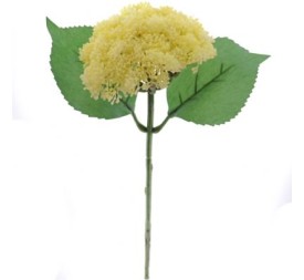 SEDUM CREMA (9755-01)