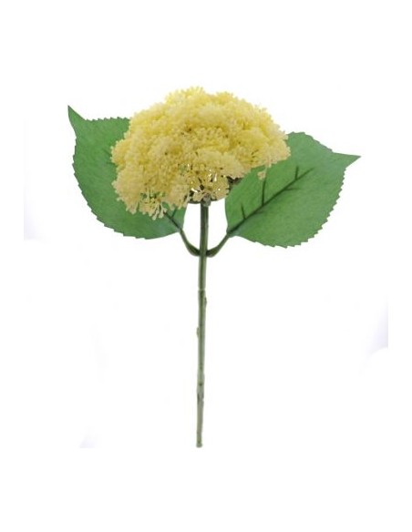 SEDUM CREMA (9755-01)