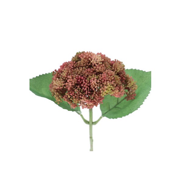 SEDUM FUCSIA (9755-07)