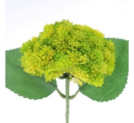 SEDUM VERDE (9755-09)
