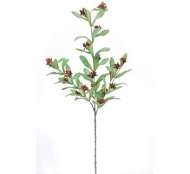 PISTACIA ROJO (9756-08)