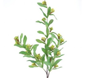 PISTACIA VERDE (9756-09)