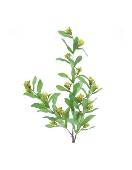 PISTACIA VERDE (9756-09)