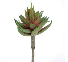 ALOE MACULATA FUCSIA-VERDE (9751-57)