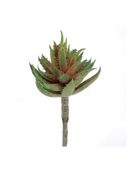 ALOE MACULATA FUCSIA-VERDE (9751-57)