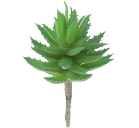 ALOE  BREVIFOLIA (9752-22)