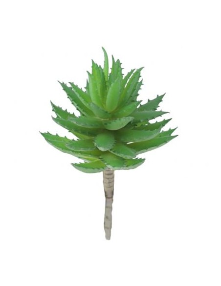 ALOE  BREVIFOLIA (9752-22)