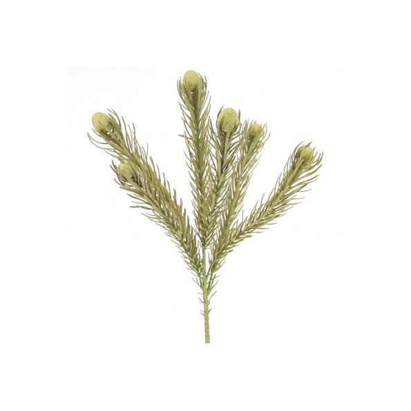 LICOPODIUM (2643-09)