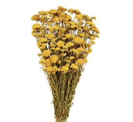 ACHILLEA SILVESTRE 60 cms. NATURAL (04)