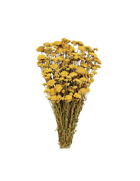 ACHILLEA SILVESTRE 60 cms. NATURAL (04)