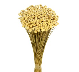 AMARELINHO 45 cms. (01)