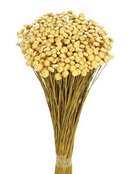 AMARELINHO 45 cms. (01)