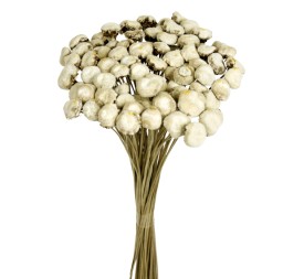 PALI PALA PRESS 50 cms. NATURAL (01)