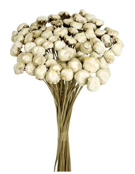 PALI PALA PRESS 50 cms. NATURAL (01)