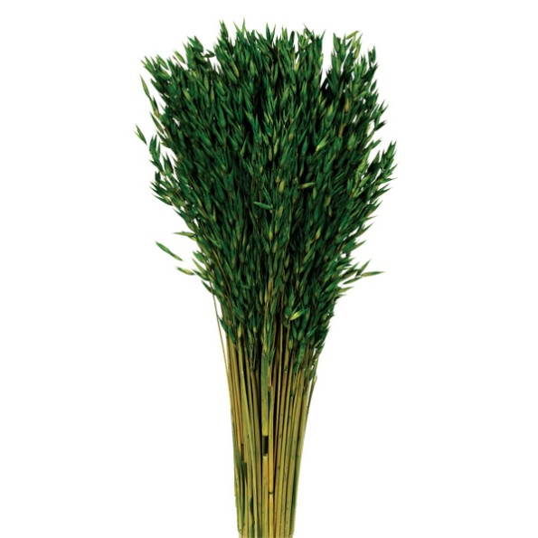 AVENA SATIVA 80 cms. VERDE (67)