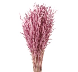 AVENA SATIVA 80 cms. ROSA (42)