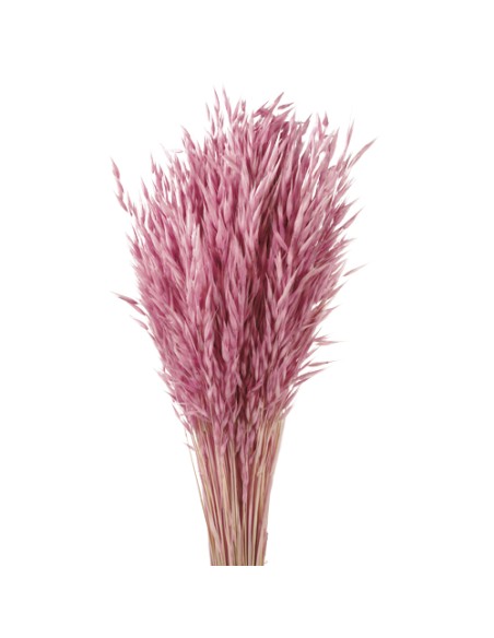 AVENA SATIVA 80 cms. ROSA (42)