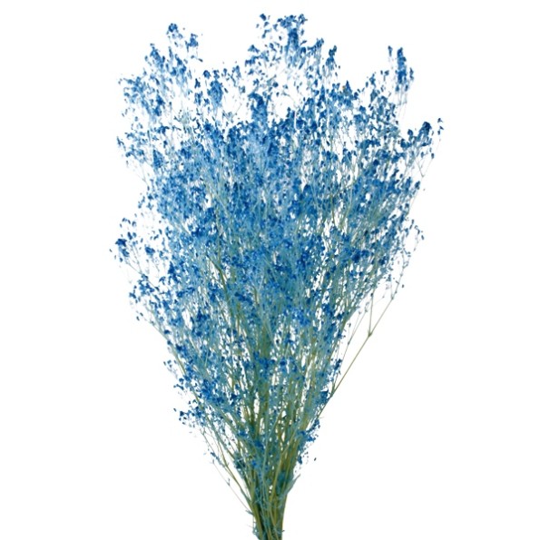 PANICULATA PRESS AZUL CIELO  60 cms.