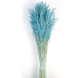 AVENA SATIVA 80 cms. AZUL (71)