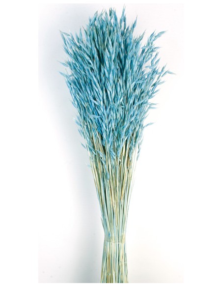 AVENA SATIVA 80 cms. AZUL (71)