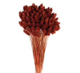 PHALARIS 80 cms. MARRON (32)
