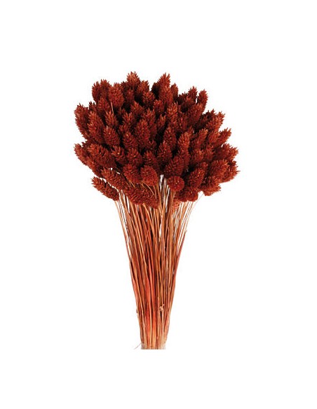 PHALARIS 80 cms. MARRON (32)