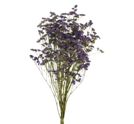 LIMONIUM PRESS 70 cms. NATURAL (04)