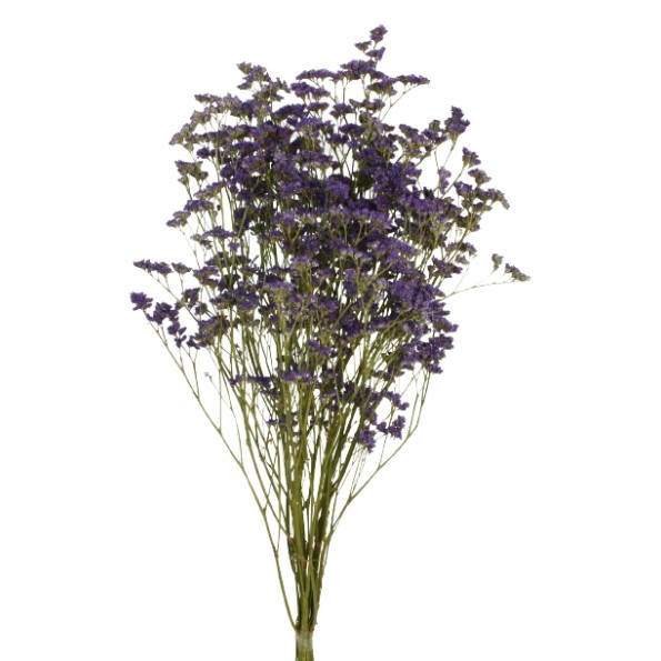 LIMONIUM PRESS 70 cms. NATURAL (04)