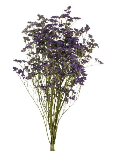LIMONIUM PRESS 70 cms. NATURAL (04)