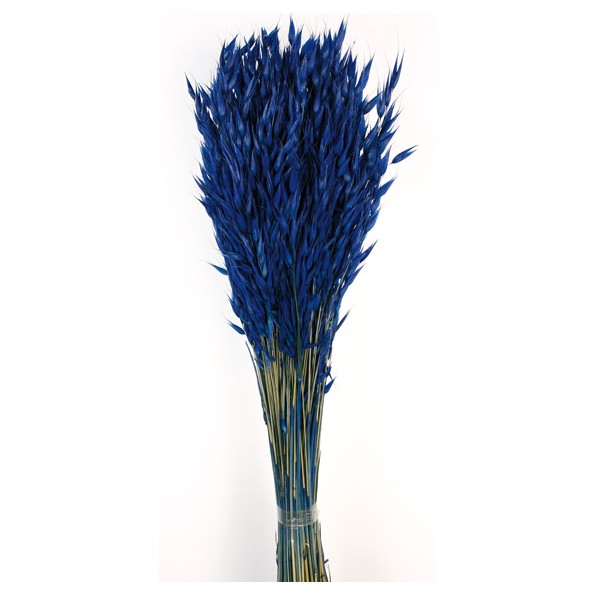 AVENA SATIVA 80 cms. AZUL (77)