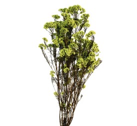 FLOR DE ARROZ  PRESS 60 cms. VERDE (69)