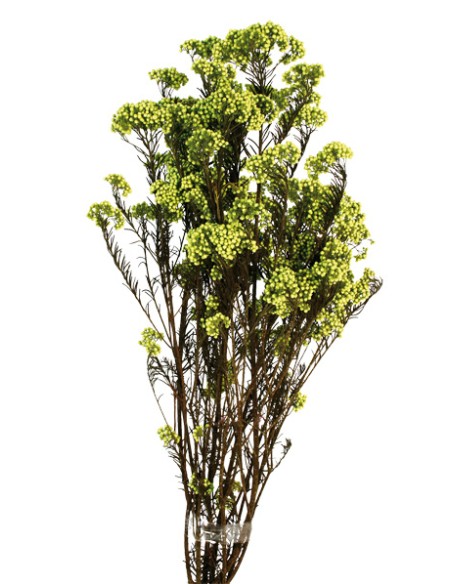 FLOR DE ARROZ  PRESS 60 cms. VERDE (69)