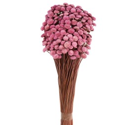 BOTAO 45 cms. ROSA (42)
