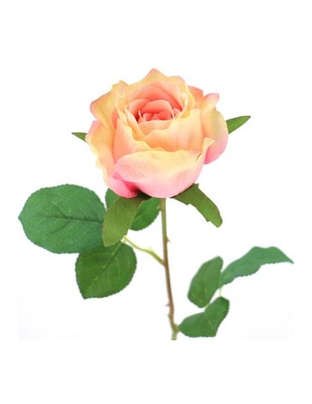 CAPULLO PROVENZA (2215-12)