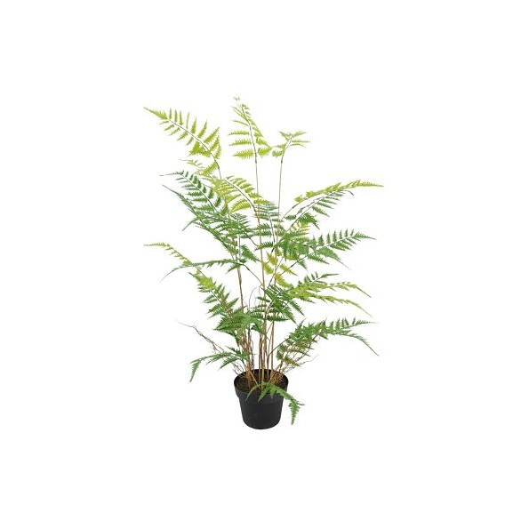 PL.HEL.CYATHEA C/MAC.110cm(18) (B551-1)