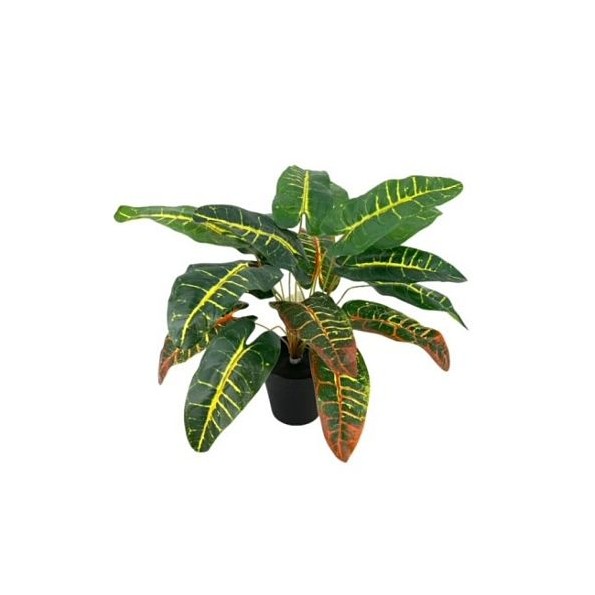 PLANTA CROTON X18 C/mac.42cm (G527-2M)