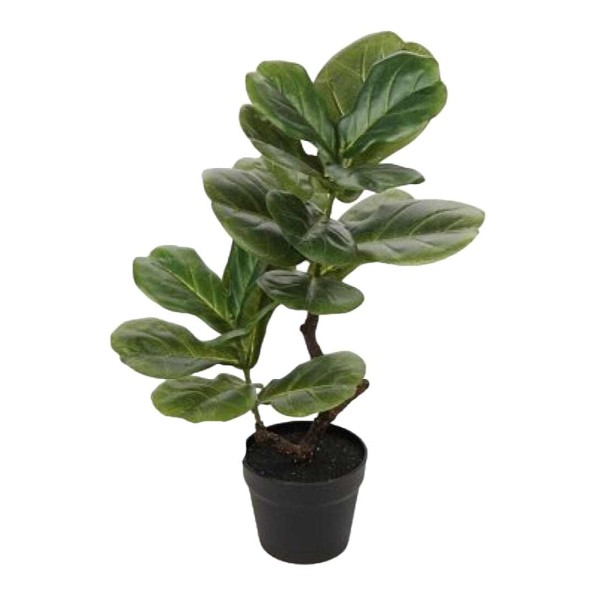 P.FICUS YARATA T.NAT.65cm C/MC (G678-1)