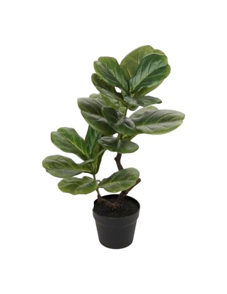 P.FICUS YARATA T.NAT.65cm C/MC (G678-1)