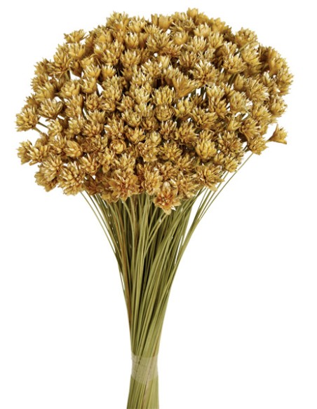 HILL FLOWER 45 cms. NATURAL (01)