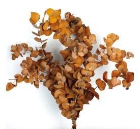 EUCALIPTUS ESPIRAL NATURAL OTOÑO  PRESS 50/80 cms. (16)