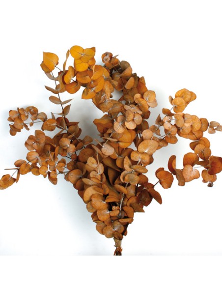 EUCALIPTUS ESPIRAL NATURAL OTOÑO  PRESS 50/80 cms. (16)