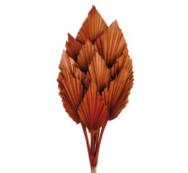 PALM SPEAR 50 cms. 8/10 cms. MARRON (32)