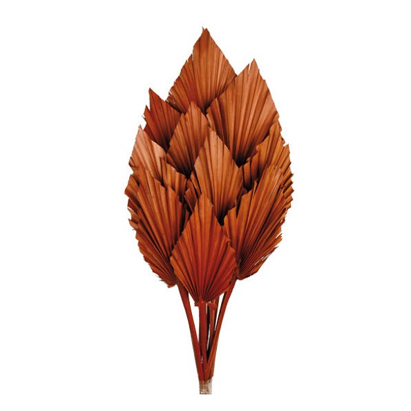 PALM SPEAR 50 cms. 8/10 cms. MARRON (32)