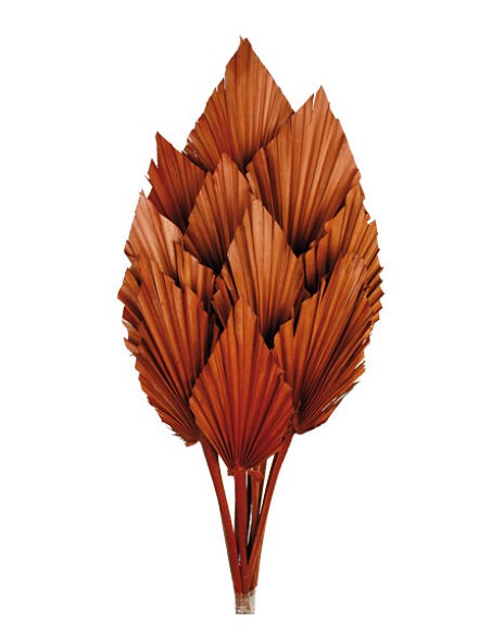 PALM SPEAR 50 cms. 8/10 cms. MARRON (32)