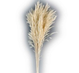 ANDRE KISE 100 cms BLANCO (00)