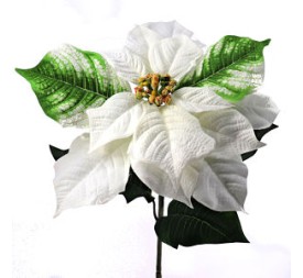 POINSETTIA (ZND-920-11)