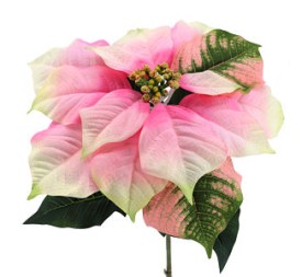 POINSETTIA (XZND-920-12)