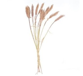 GRAMINEA HORDEUM (7629-05)