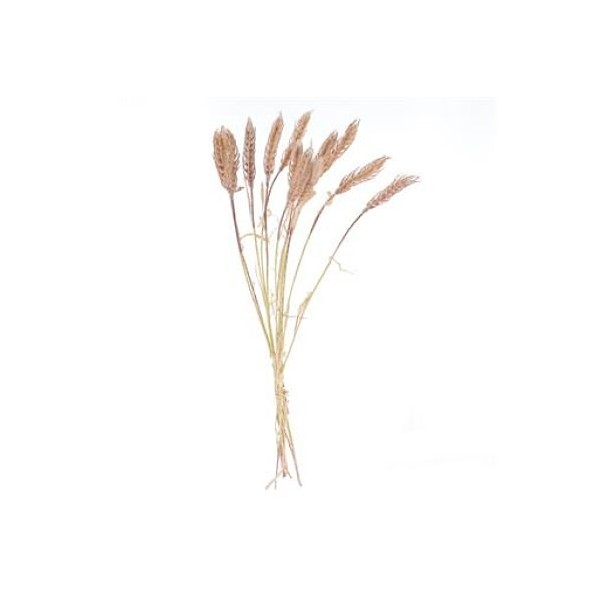 GRAMINEA HORDEUM (7629-05)